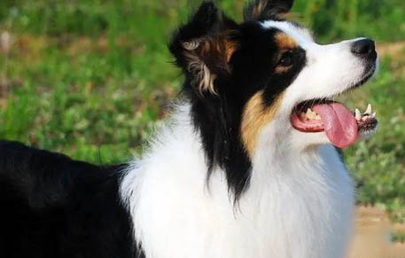邊境牧羊犬的訓練方法有哪些