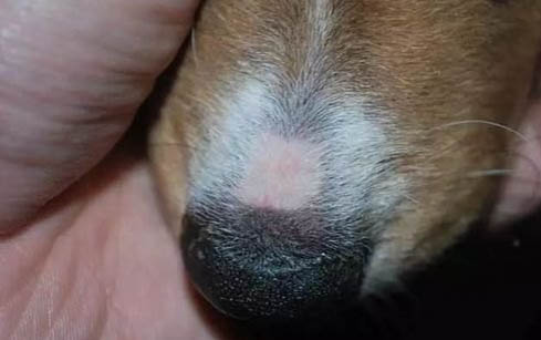 兩個月狗感冒癥狀有哪些癥狀