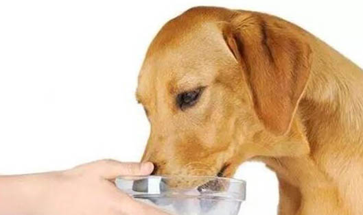 狗狗攜帶狂犬病毒癥狀有哪些