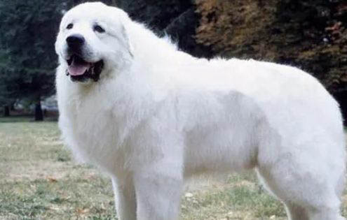土狗幾個月停止生長？