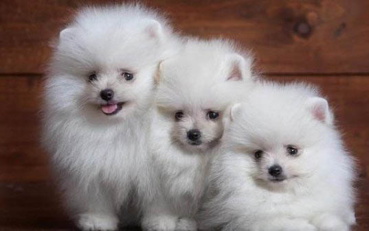 棉花面紗犬哪里有賣
