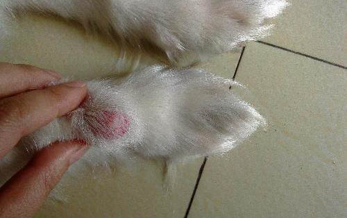 狗狗細小怎么快速治療