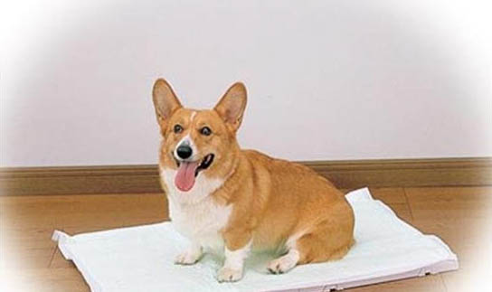 幼犬知道飽嗎會撐死嗎