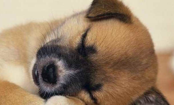中華田園犬為什么在中國被禁養(yǎng)