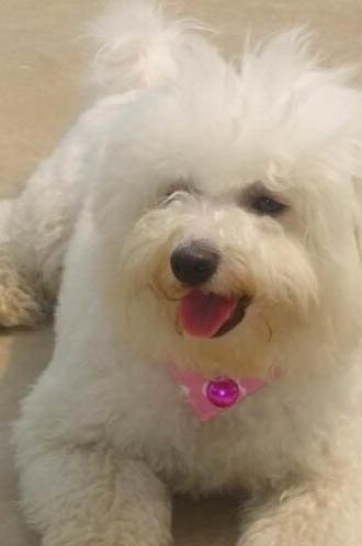 狗狗懷孕多久生