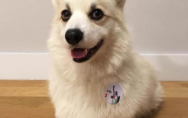 柯基犬好不好養