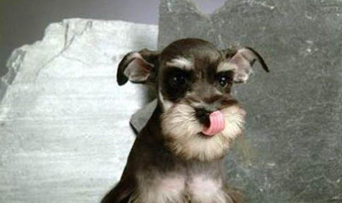 雪納瑞犬老喝水是什么原因