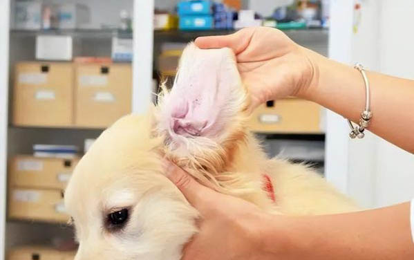 狗能鈣片感冒藥一起吃么