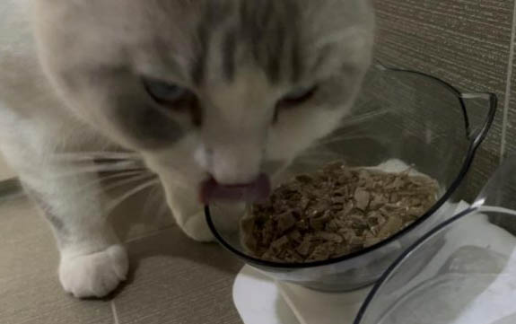 小貓咪打噴嚏但是精神很好