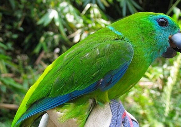 玄鳳鸚鵡怎么防止禿頭？