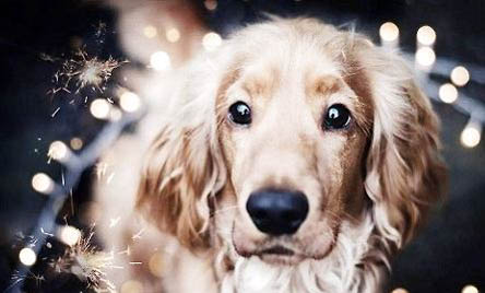 拉布拉多得了犬瘟能堅持多久