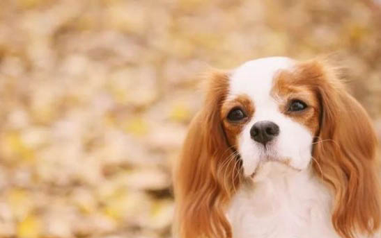 有哪些狗狗作為導盲犬？