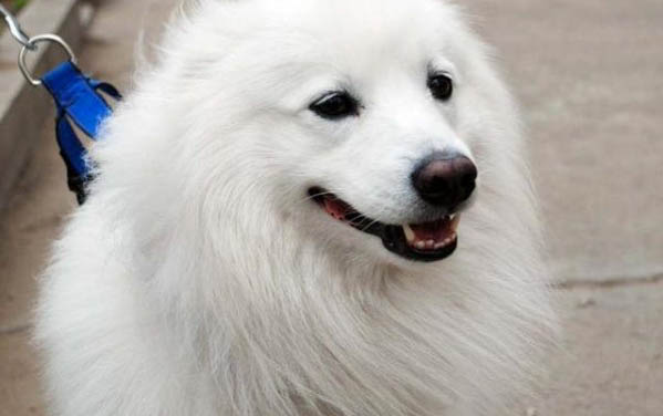 狗狗早期白內障圖片