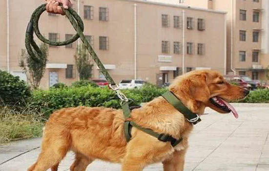 狗狗到家多久可以洗澡