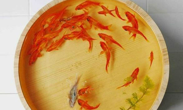 金魚有哪些品種