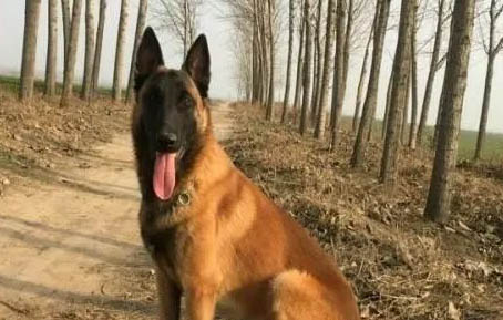 如何辨別馬犬幼犬聰明