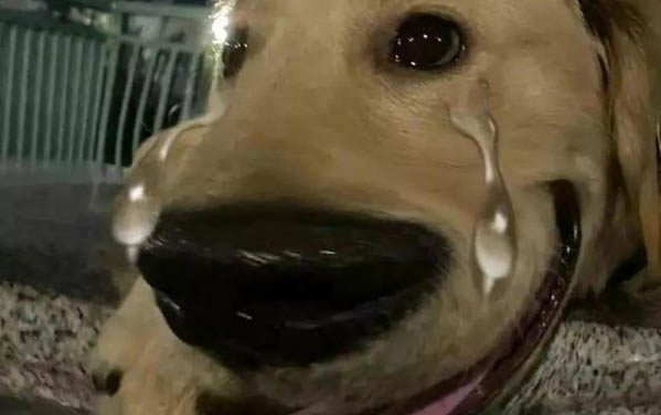 狗懷孕要多久才能生產