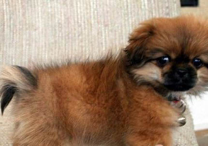 愛(ài)爾蘭水獵犬有攻擊性嗎