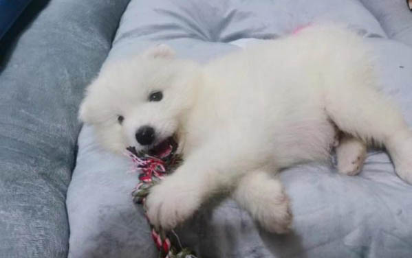 薩摩嗚嗚叫是什么意思啊
