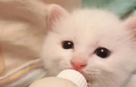 小奶貓拉肚子吃什么藥?