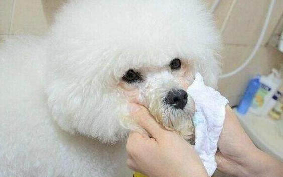 狗狗能不能吃肝臟