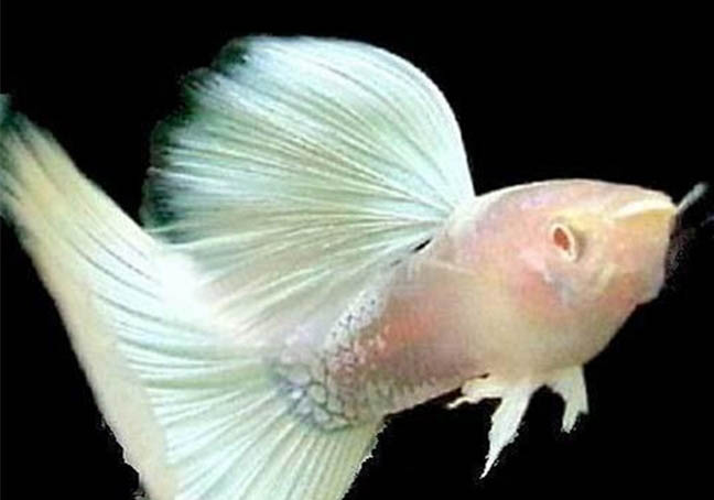 孔雀魚(yú)一個(gè)月能長(zhǎng)多大