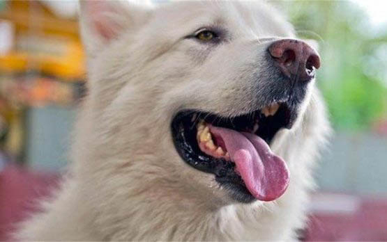 狗狗腦炎有哪些癥狀?