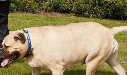 有哪些狗狗作為導盲犬？