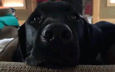 狗狗得腦炎的早期癥狀