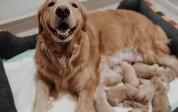 狗狗細小病毒傳染給健康狗需要多久