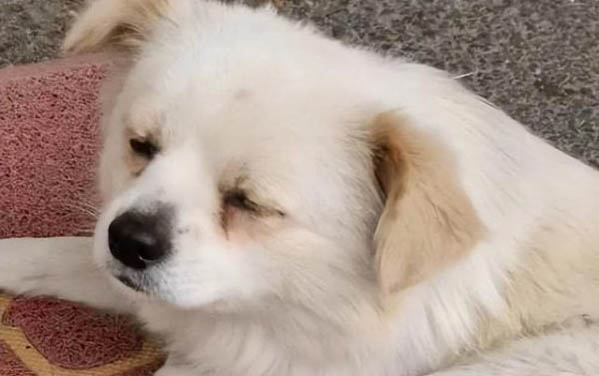 小狗狗咳嗽吃什么藥