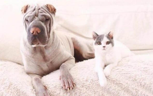 犬科動物和貓科動物哪個厲害