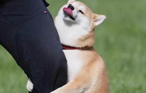母狗一般多大可以生小狗