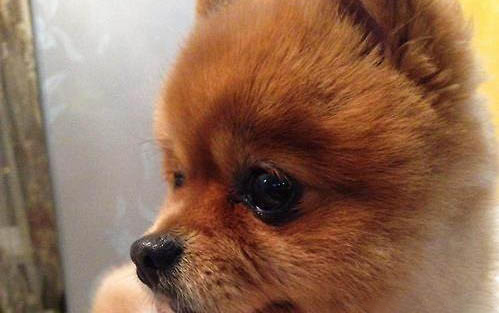 狗狗小型長毛犬有哪些品種