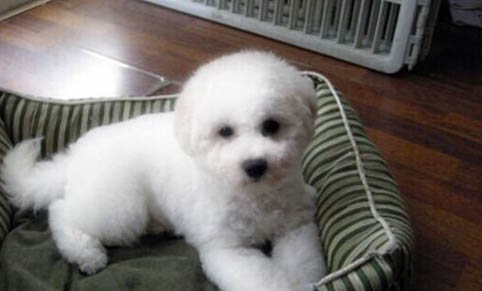 比熊犬有淚痕是怎么回事,如何改善比熊淚痕