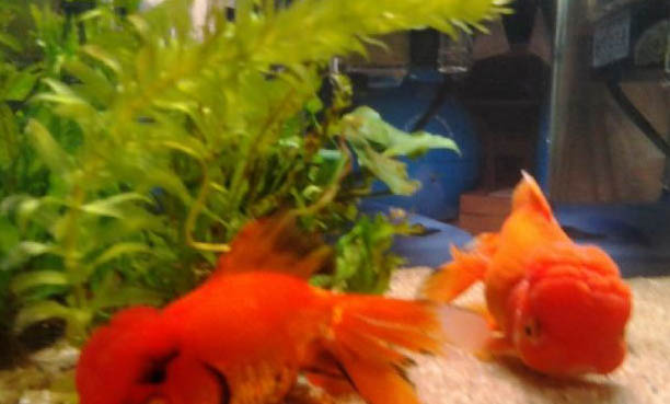 養斑馬魚要放水草嗎