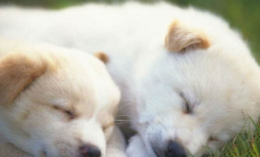 狗狗犬瘟熱便便綠色是什么原因