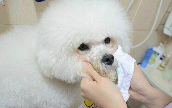 自己家里如何做狗糧呢