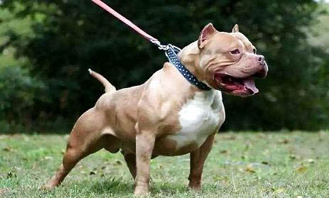 怎么訓(xùn)練法國(guó)斗牛犬不吃屎