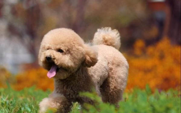 狗狗拉屎拉出了紅色的稀便，是生病了嗎？