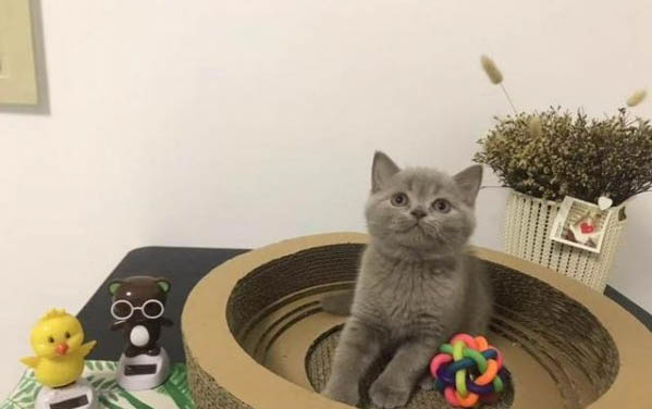 小貓幾個月后不粘人？