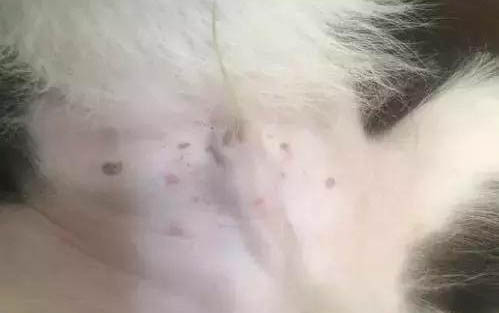 比熊和泰迪哪個貴,一般泰迪要比比熊更貴些