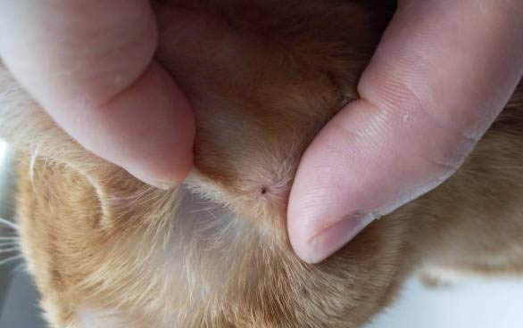 貓突然很安靜老是睡覺