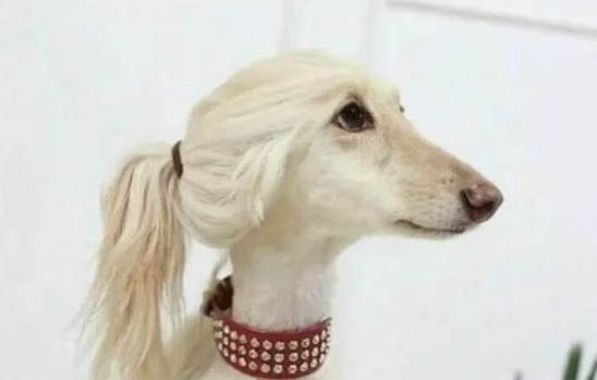 狗狗驅蟲多久能拉出來