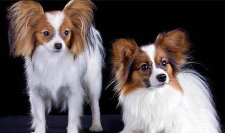 純種蝴蝶犬多少錢一只