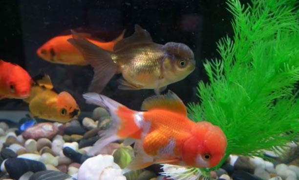 金魚變色原因分析