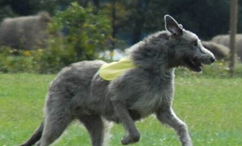 愛爾蘭獵狼犬身體發抖的原因及處理方法