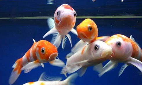 養(yǎng)熱帶魚水溫控制在多少度？