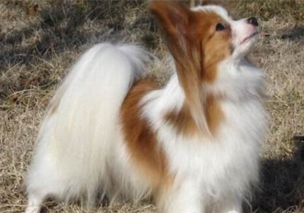 蝴蝶犬產(chǎn)后十天可以洗澡嗎