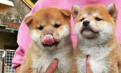 柴犬和哈士奇哪個好養